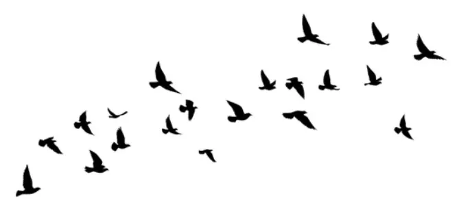 Birds_awareness.png